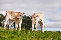 Picture of two Swiss brown calves
