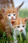 Picture of two tabby and white kittens