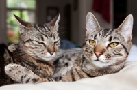 Picture of Two tabby cats hugging each other