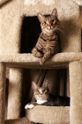 Picture of two tabby cats on a cat tree