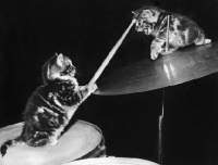Picture of two tabby kittens fighting on drum kit with stick