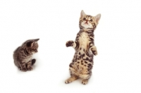 Picture of two tabby kittens, one on hind legs