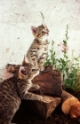 Picture of two tabby kittens sitting on a pile of logs