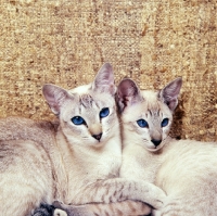 Picture of two tabby point siamese cats arm in arm