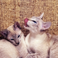 Picture of two tabby point siamese cats, one licking lips  