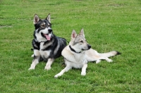 Picture of two Tamaskan dogs