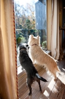 Picture of two terrier mixes looking out window together