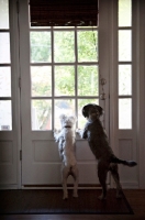 Picture of two terrier mixes looking out front door together