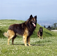 Picture of two tervuerens standing on grassy hillside