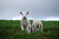 Picture of two texel cross lambs, front view and back view