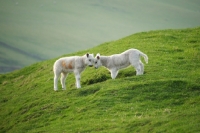 Picture of two Texel cross lambs looking at each other