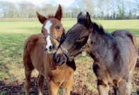 Picture of two thoroughbred foals in green field