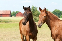 Picture of two thoroughbred foals in green field