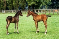 Picture of two thoroughbred foals