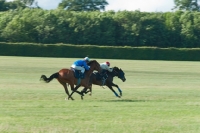 Picture of two thoroughbred horses racing on training grounds