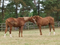 Picture of two Thoroughbred horses