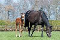 Picture of two thoroughbreds in green field, foal with mare grazing