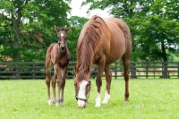 Picture of two thoroughbreds in green field, one foal