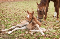 Picture of two thoroughbreds in green field