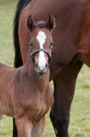 Picture of two thoroughbreds in green field