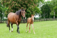 Picture of two thoroughbreds in green field