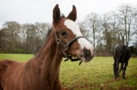 Picture of two thoroughbreds in green field