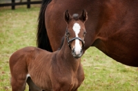 Picture of two thoroughbreds in green field