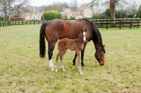 Picture of two thoroughbreds in green field