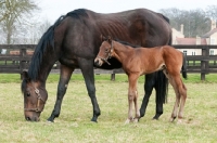 Picture of two thoroughbreds in green field