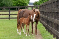 Picture of two thoroughbreds in green field