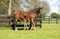 Picture of two thoroughbreds in green field