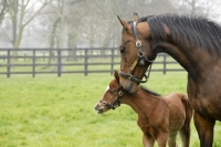 Picture of two thoroughbreds, mare and foal in green field