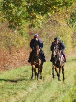 Picture of two thoroughbreds running