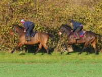 Picture of two thoroughbreds running