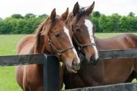 Picture of two thoroughbreds standing by a fence 
