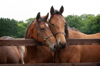 Picture of two thoroughbreds standing by a fence 