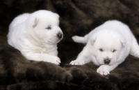 Picture of two three week old Kishu pups