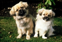 Picture of two tibetan spaniels with heads on one side