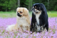 Picture of two Tibetan Spaniels