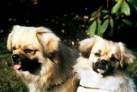 Picture of two tibetan spaniels