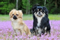 Picture of two Tibetan Spaniels