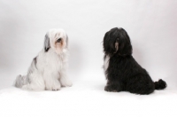 Picture of two Tibetan Terriers in studio