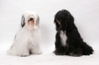 Picture of two Tibetan Terriers