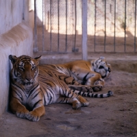 Picture of two tigers in khartoum zoo