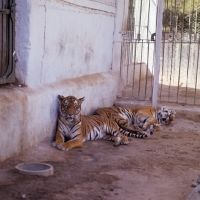 Picture of two tigers in khartoum zoo