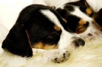 Picture of two tired Jack Russell puppies