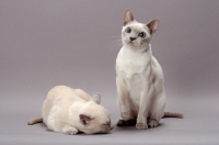 Picture of two Tonkinese cats, one sleeping the other sitting, Lilac (Platinum) Mink colour