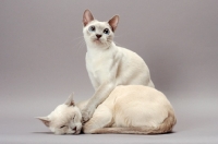 Picture of two Tonkinese cats, one sleeping, Lilac (Platinum) Mink colour