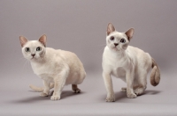 Picture of two Tonkinese cats walking, Lilac (Platinum) Mink colour