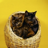 Picture of two tortoiseshell cats in a basket